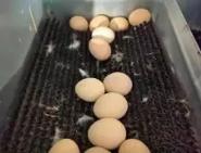 冬季散养蛋鸡如何高产？-图3