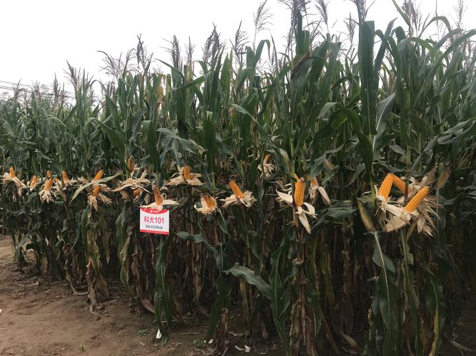 青贮玉米品种怎么选？高产优质哪个好？-图2