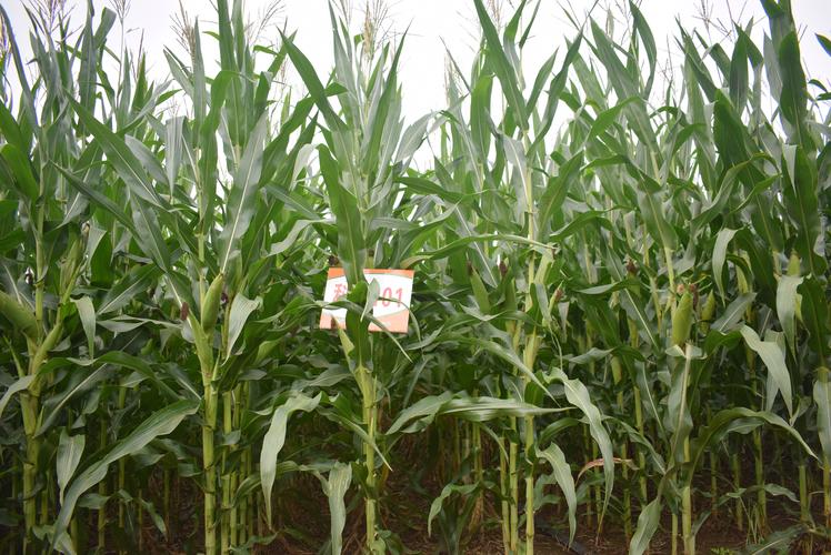 青贮玉米品种怎么选？高产优质哪个好？-图1