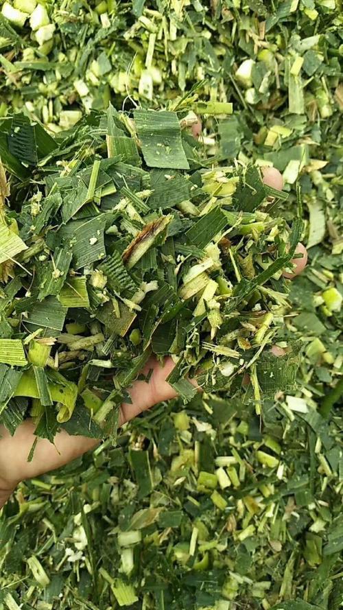 青贮玉米品种怎么选？高产优质哪个好？-图3