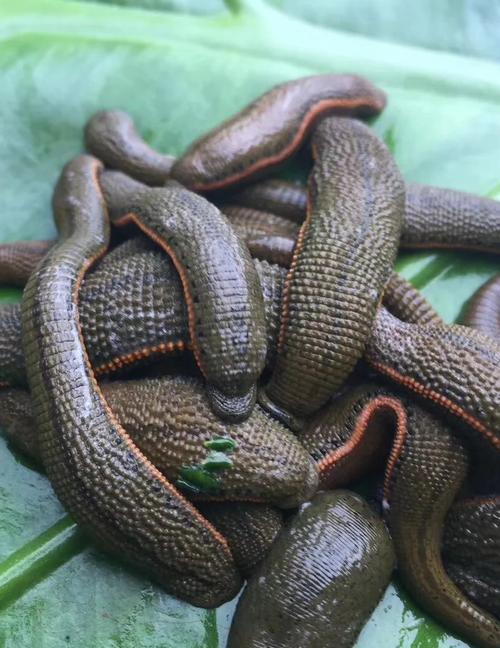 中国究竟有多少种水蛭？-图1