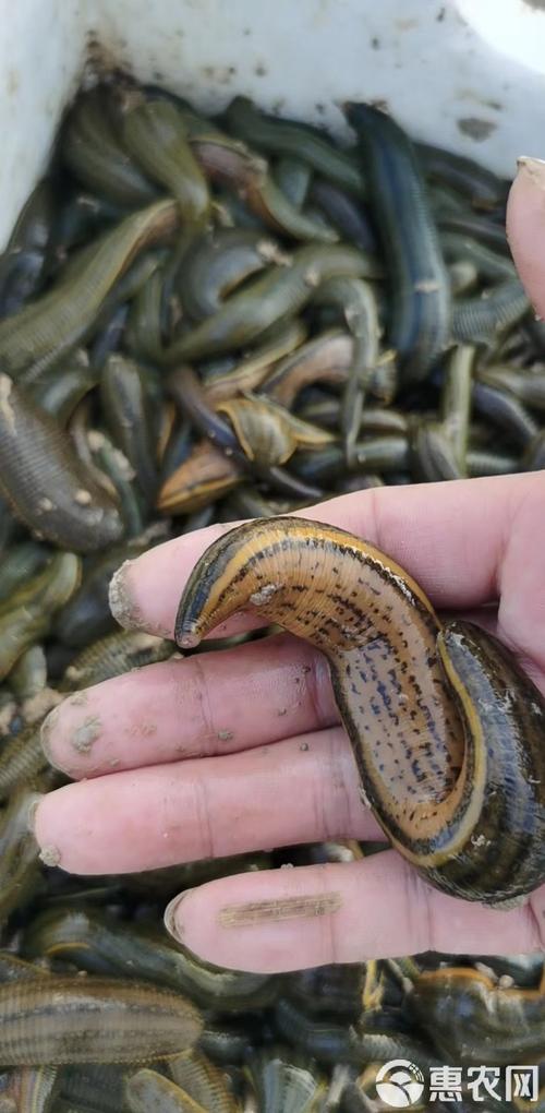 中国究竟有多少种水蛭？-图3