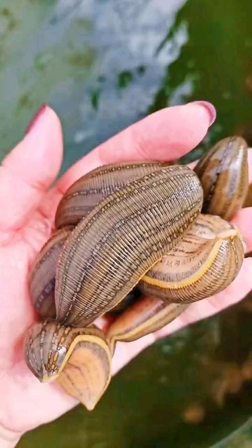 中国究竟有多少种水蛭？-图2