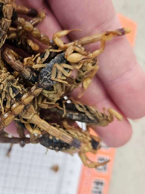 最先进蝎子养殖技术有哪些突破？-图3