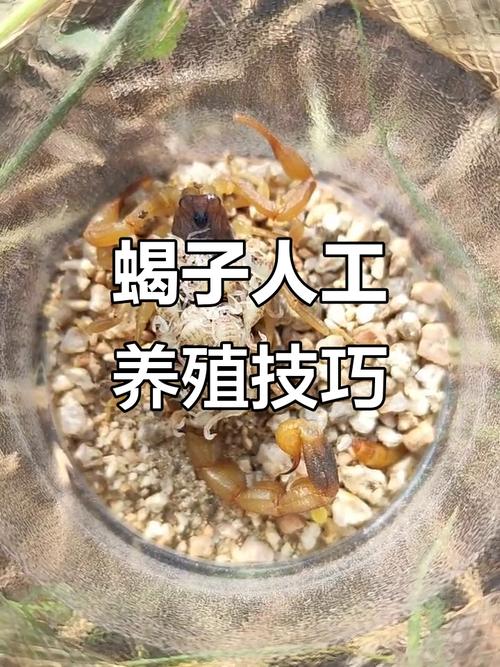最先进蝎子养殖技术有哪些突破？-图1