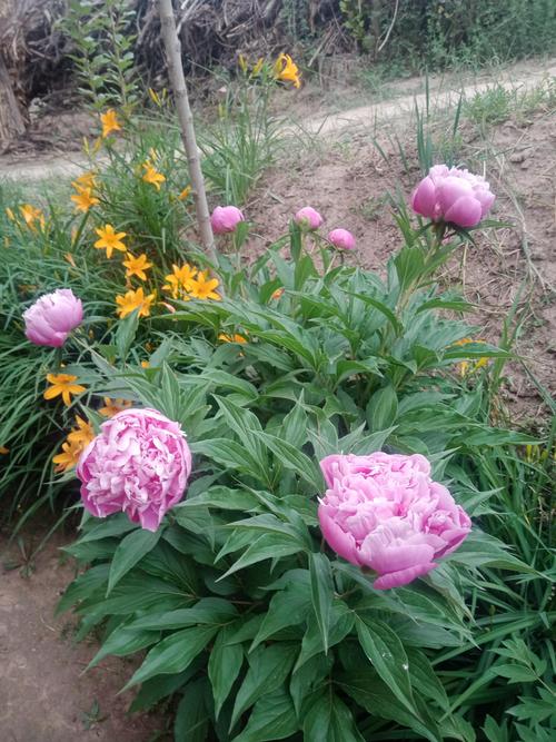 新品种芍药光照温度如何调控？-图2