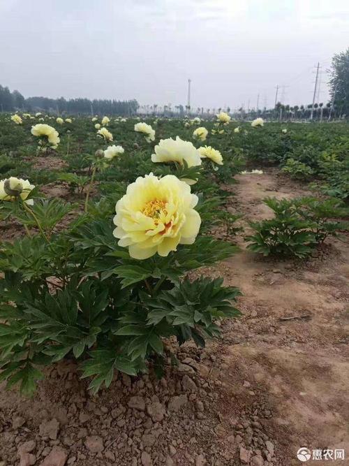 新品种芍药光照温度如何调控？-图3