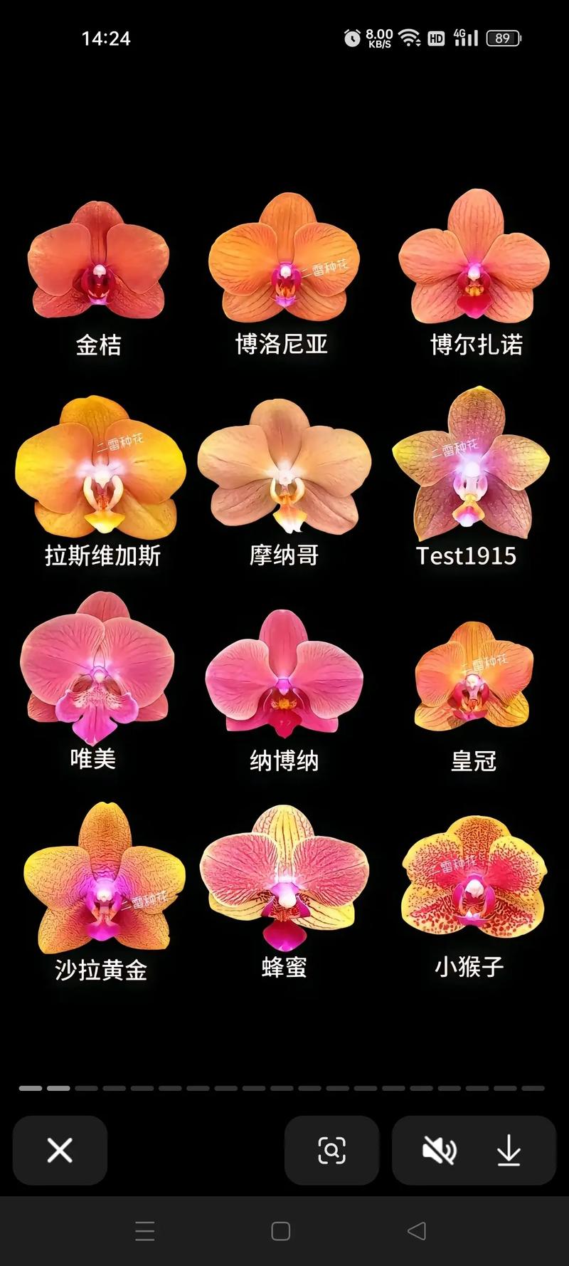 蝴蝶兰品种怎么快速区分？-图2