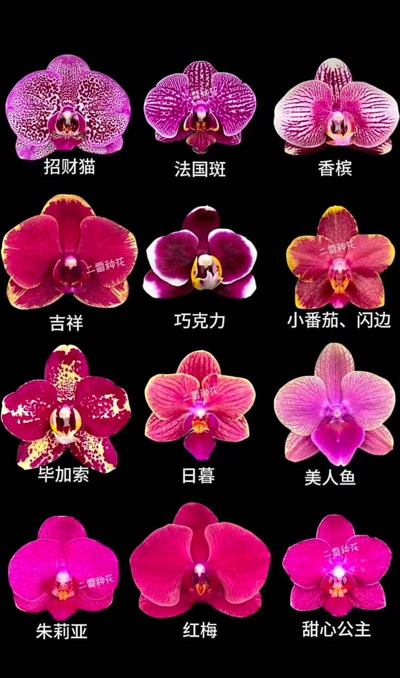 蝴蝶兰品种怎么快速区分？-图1