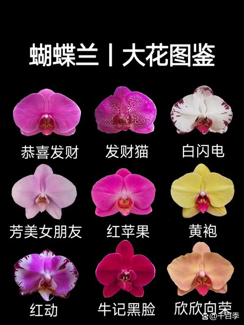 蝴蝶兰品种怎么快速区分？-图3