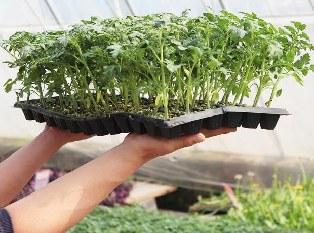 冬季番茄穴盘育苗技术要点有哪些？-图1