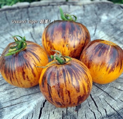 冬季番茄穴盘育苗技术要点有哪些？-图2