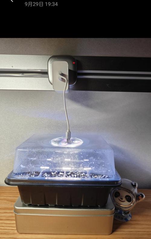 冬季番茄穴盘育苗技术要点有哪些？-图3