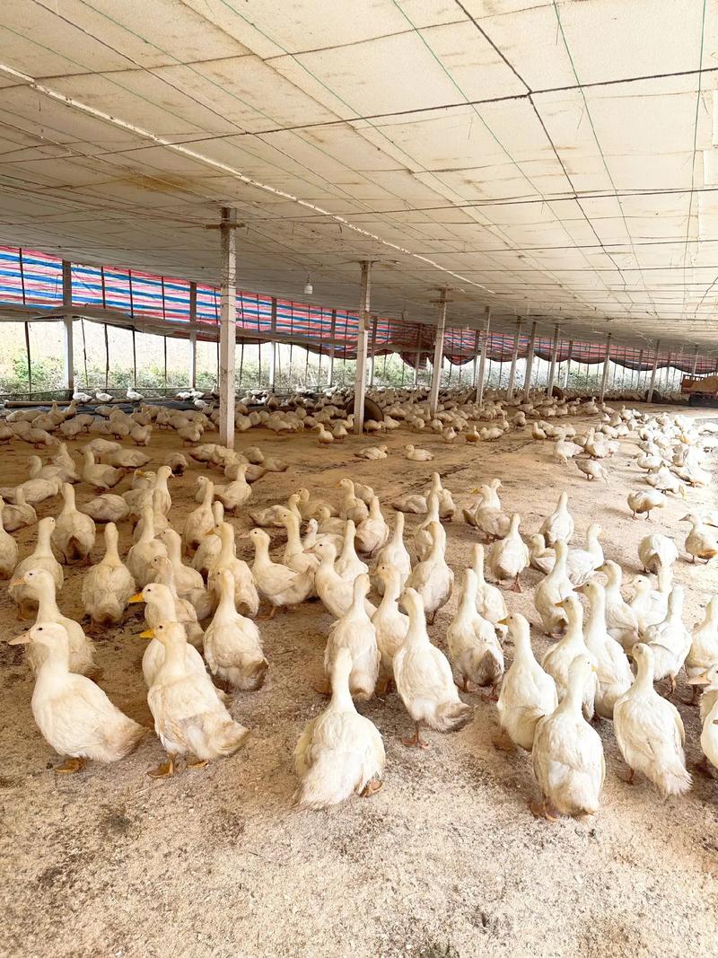 樱桃谷鸭养殖技术视频怎么学？-图1