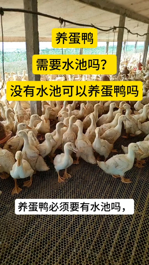樱桃谷鸭养殖技术视频怎么学？-图3