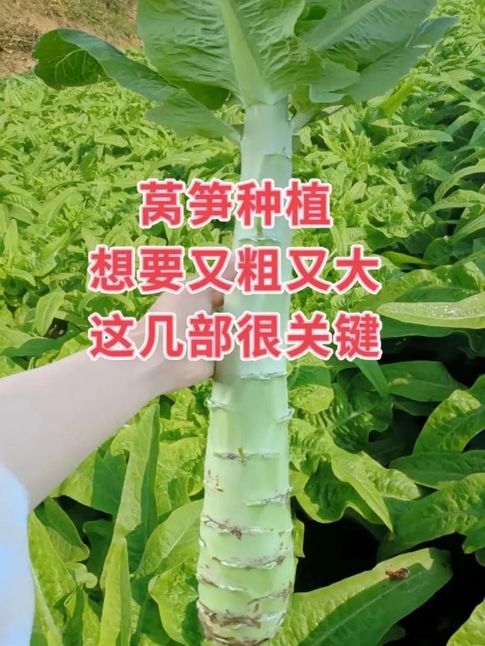 大棚莴笋秧苗如何高效种植?-图2 大棚莴笋秧苗如何高效种植?-图2