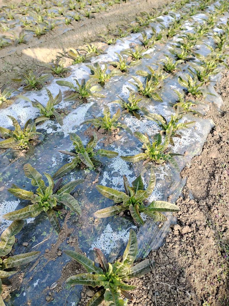 大棚莴笋秧苗如何高效种植?-图1 大棚莴笋秧苗如何高效种植?-图1