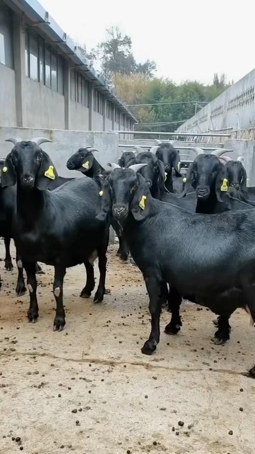 黑山羊品种有哪些？-图1