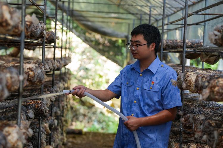 蘑菇大棚技术培训学什么？-图2