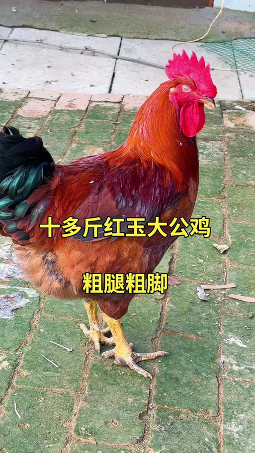 今日赤峰公鸡价格多少钱一斤？-图3