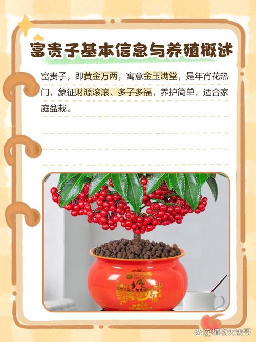 富贵子花养殖技术有哪些关键点?-图2 富贵子花养殖技术有哪些关键点?-图2