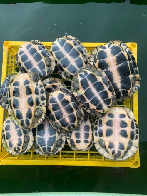 广西乌龟品种图片及价格多少？-图1