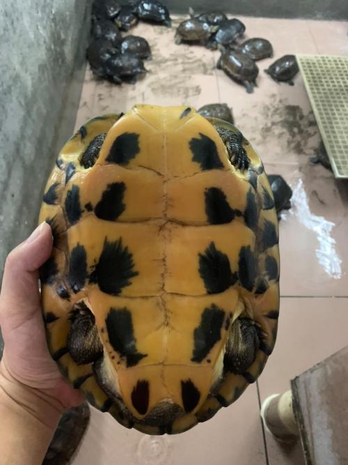 广西乌龟品种图片及价格多少？-图3