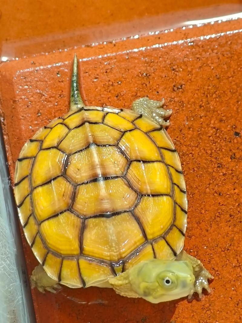 广西乌龟品种图片及价格多少？-图2