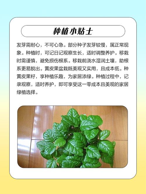 黄皮果新品种如何高效培育？-图1