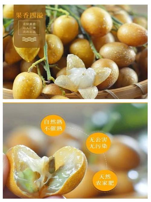 黄皮果新品种如何高效培育？-图2