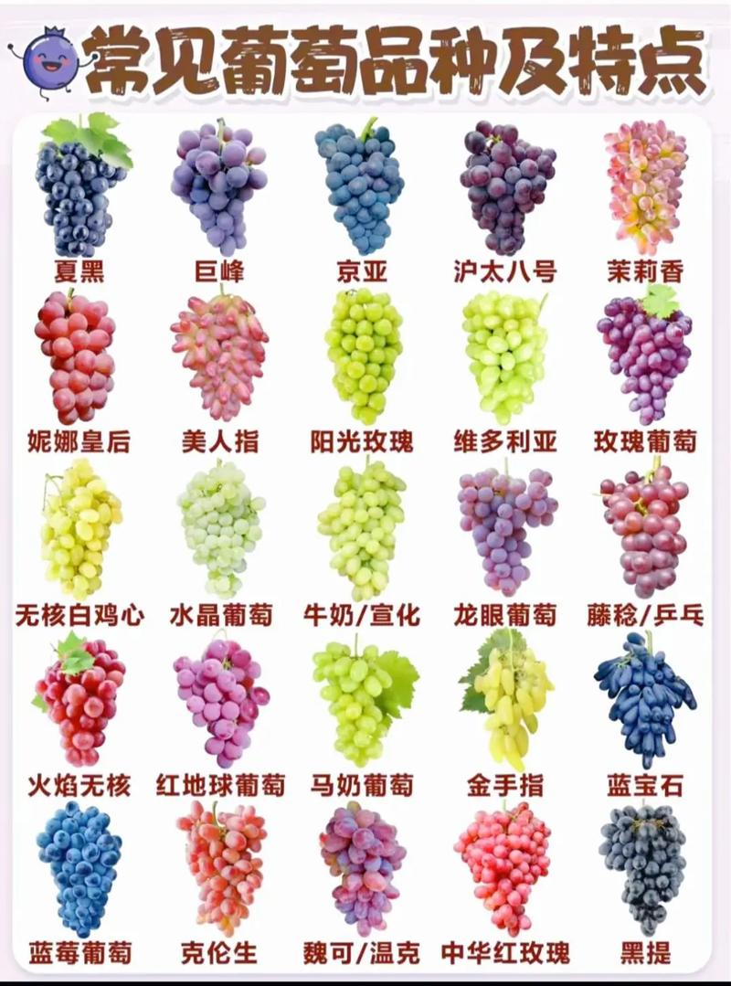 什么品种的葡萄结的多-图1
