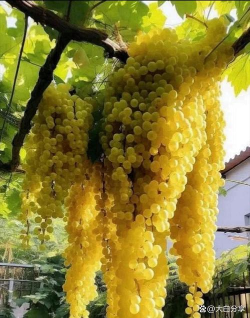 什么品种的葡萄结的多-图2