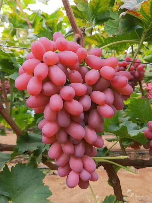 什么品种的葡萄结的多-图3