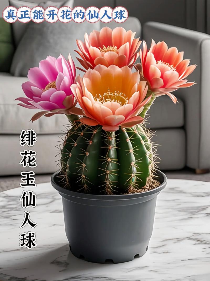 开花仙人球常见品种有哪些？-图2