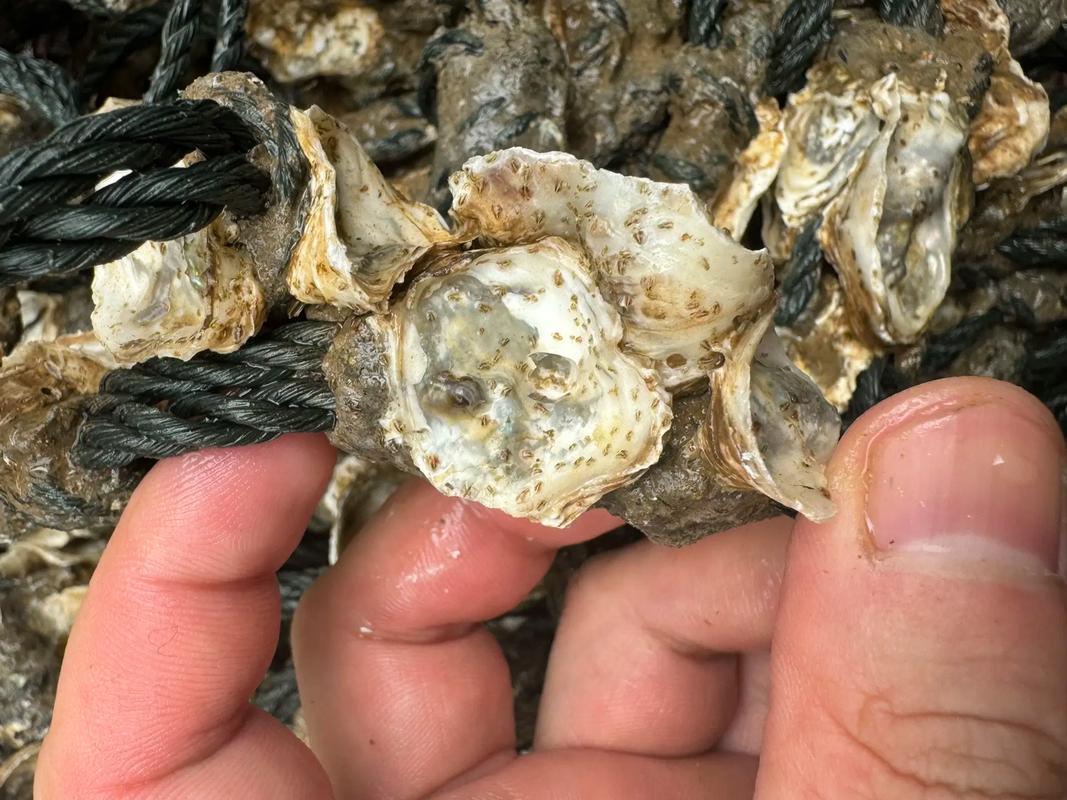 室内如何育出优质生蚝苗？-图3