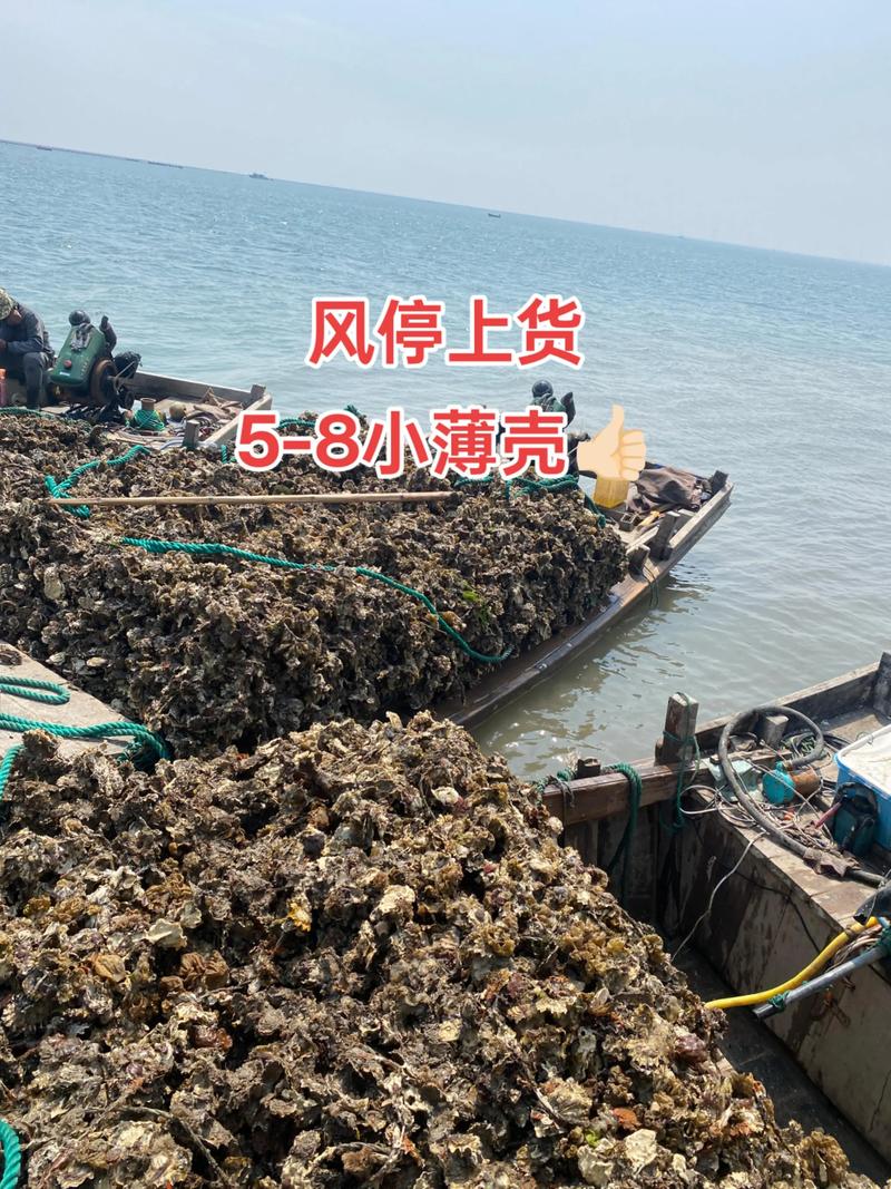 室内如何育出优质生蚝苗？-图2