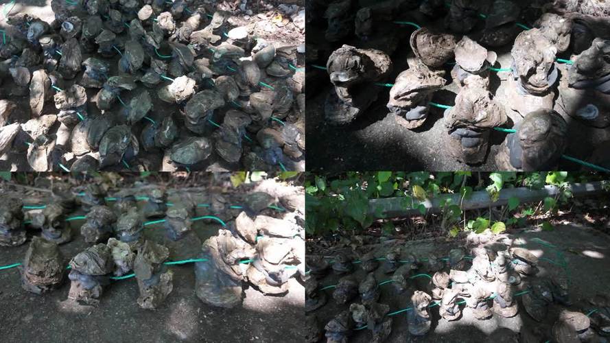 室内如何育出优质生蚝苗？-图1