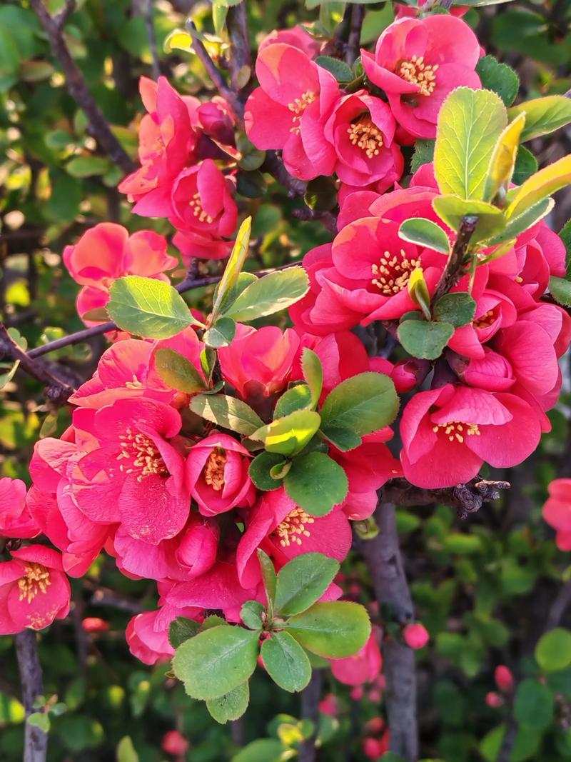 大红色海棠是什么品种-图2