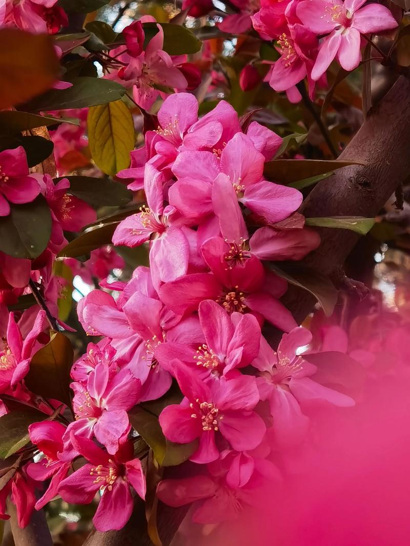 大红色海棠是什么品种-图3