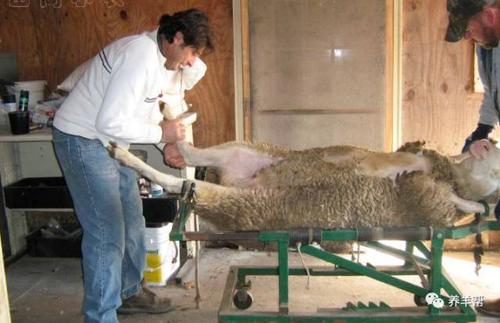 养羊人工受精技术视频-图1