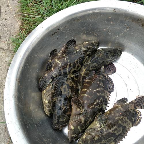 野生石斑鱼有哪些常见品种？-图3