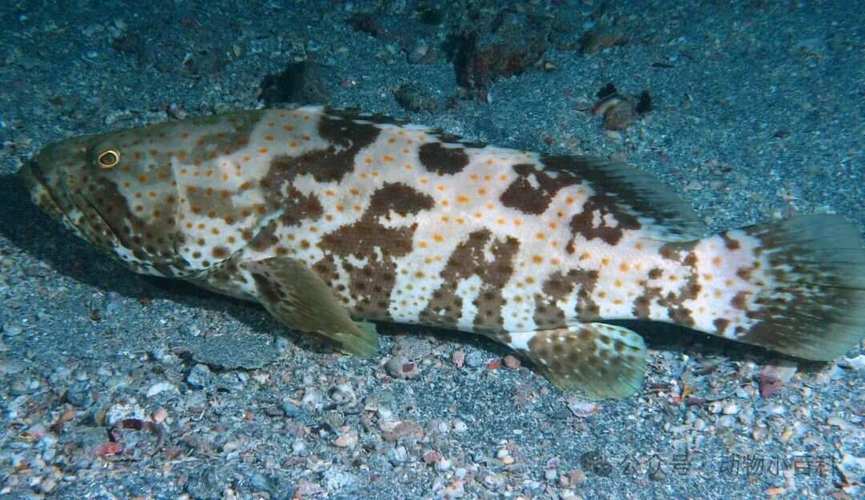 野生石斑鱼有哪些常见品种？-图2