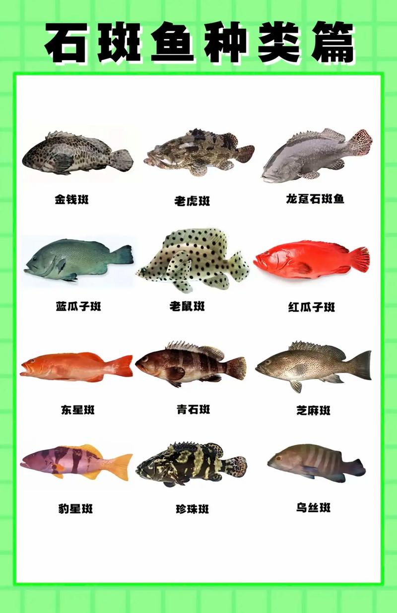 野生石斑鱼有哪些常见品种？-图1