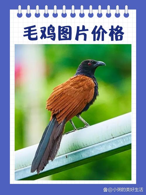 明天817毛鸡价格会涨还是跌？-图1