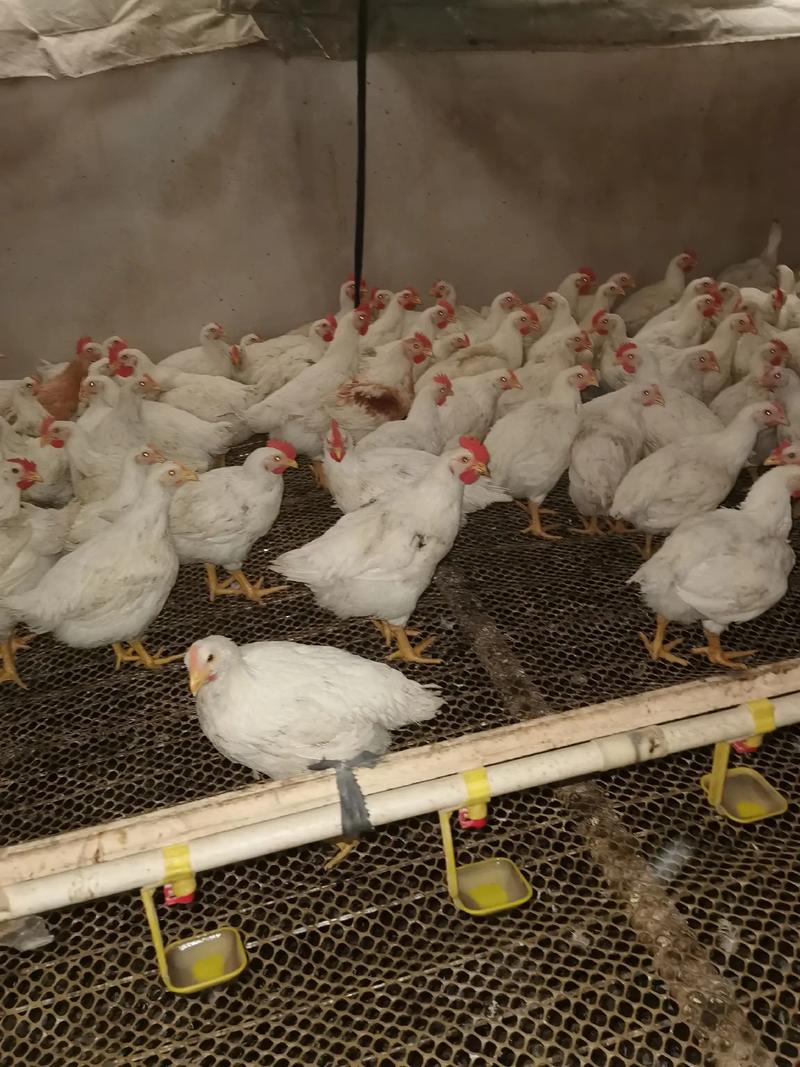 明天817毛鸡价格会涨还是跌？-图3