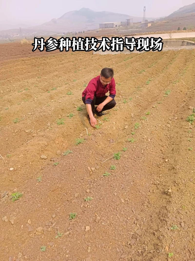 种植中草药的关键技术有哪些？-图2