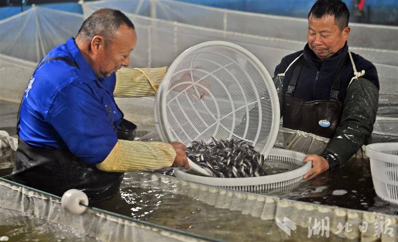 我国鱼类养殖技术有哪些突破？-图1