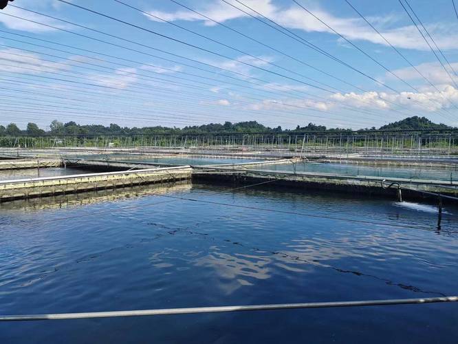 我国鱼类养殖技术有哪些突破？-图2