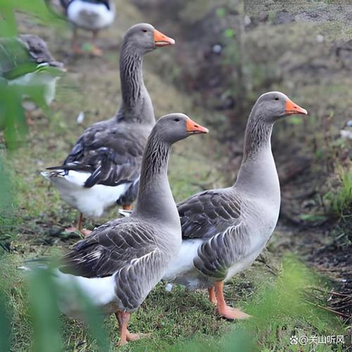 什么品种鹅能长到十五斤？-图3