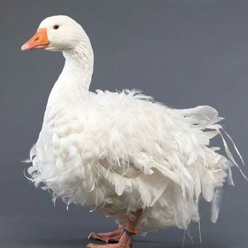 什么品种鹅能长到十五斤？-图1